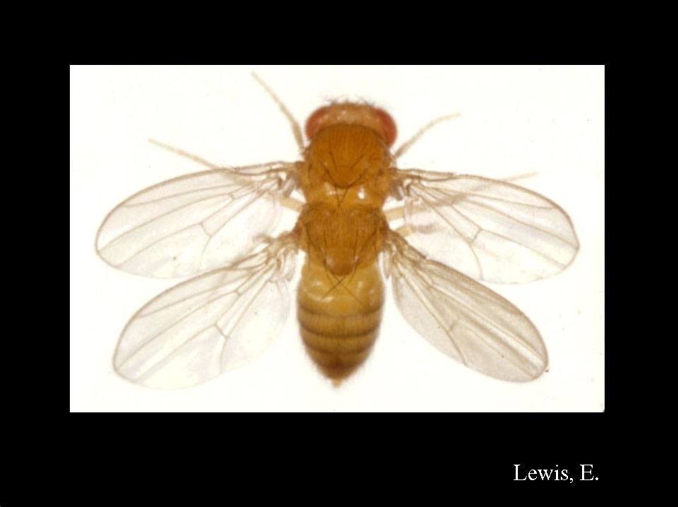 Richard Behringer on X: You can download FREE #Drosophila poster