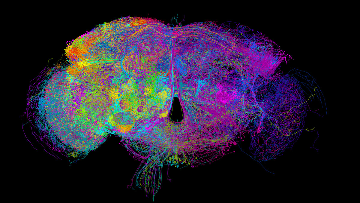 Image Credit: Philipp Schlegel (Drosophila Connectomics Group, Cambridge)