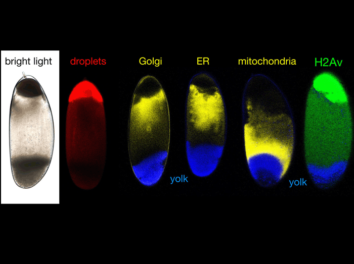 Image Credit: Silvia Cermelli, Yi Guo, Steven P. Gross, and Michael A. Welte