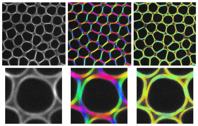 2026-DIA-Image-HM1-Mavrakis-2 Image credit: Gloria Jansen