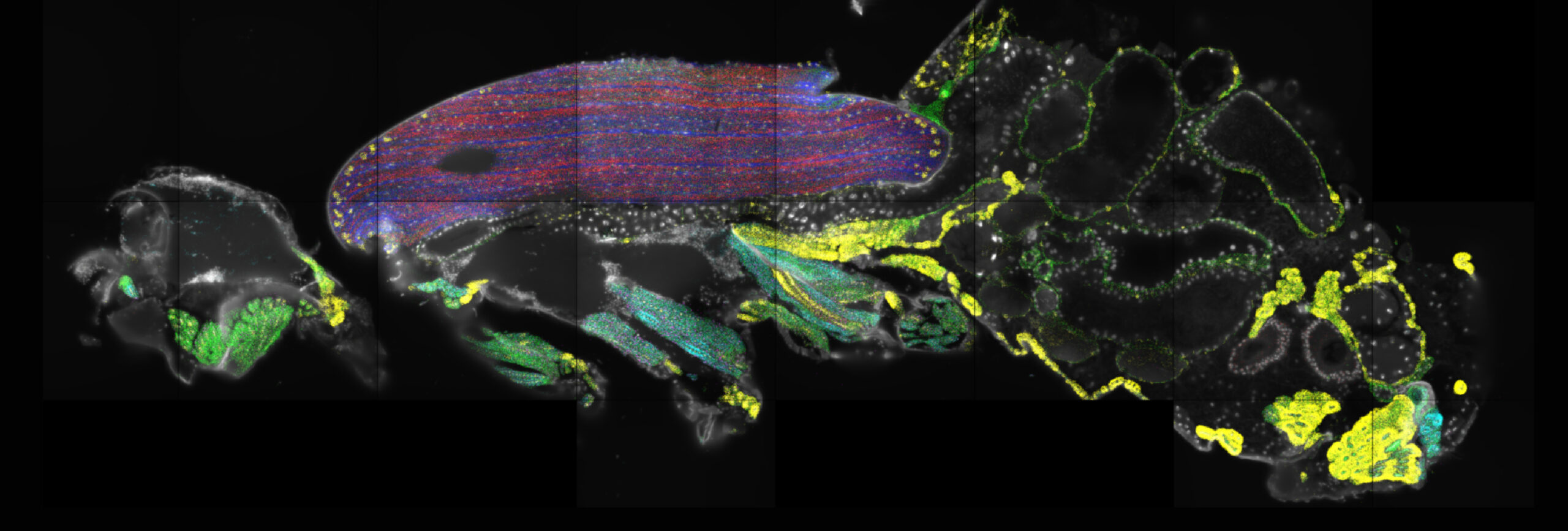 2026-DIA-Image-HM2-Mangeol-2 Image credit: Nichole Link