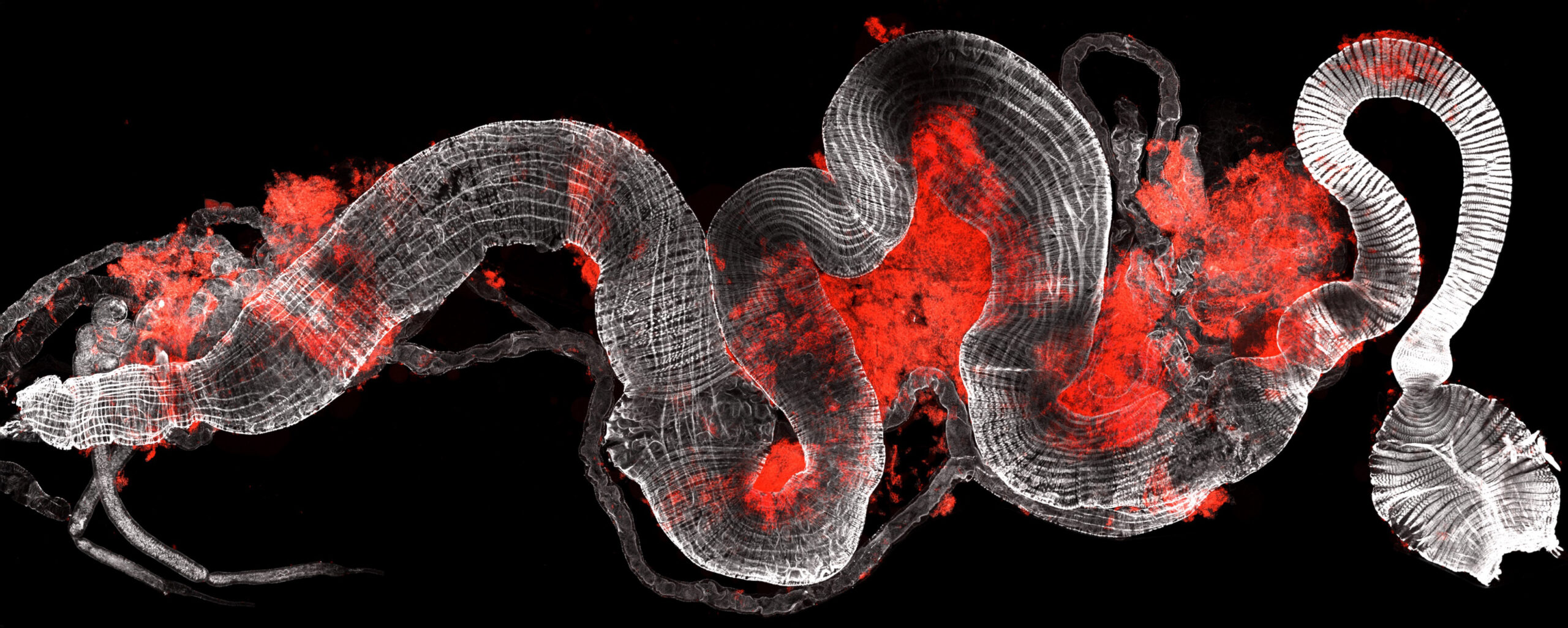 2026-DIA-Image-HM3-Khan-2 Image credit: Nichole Link