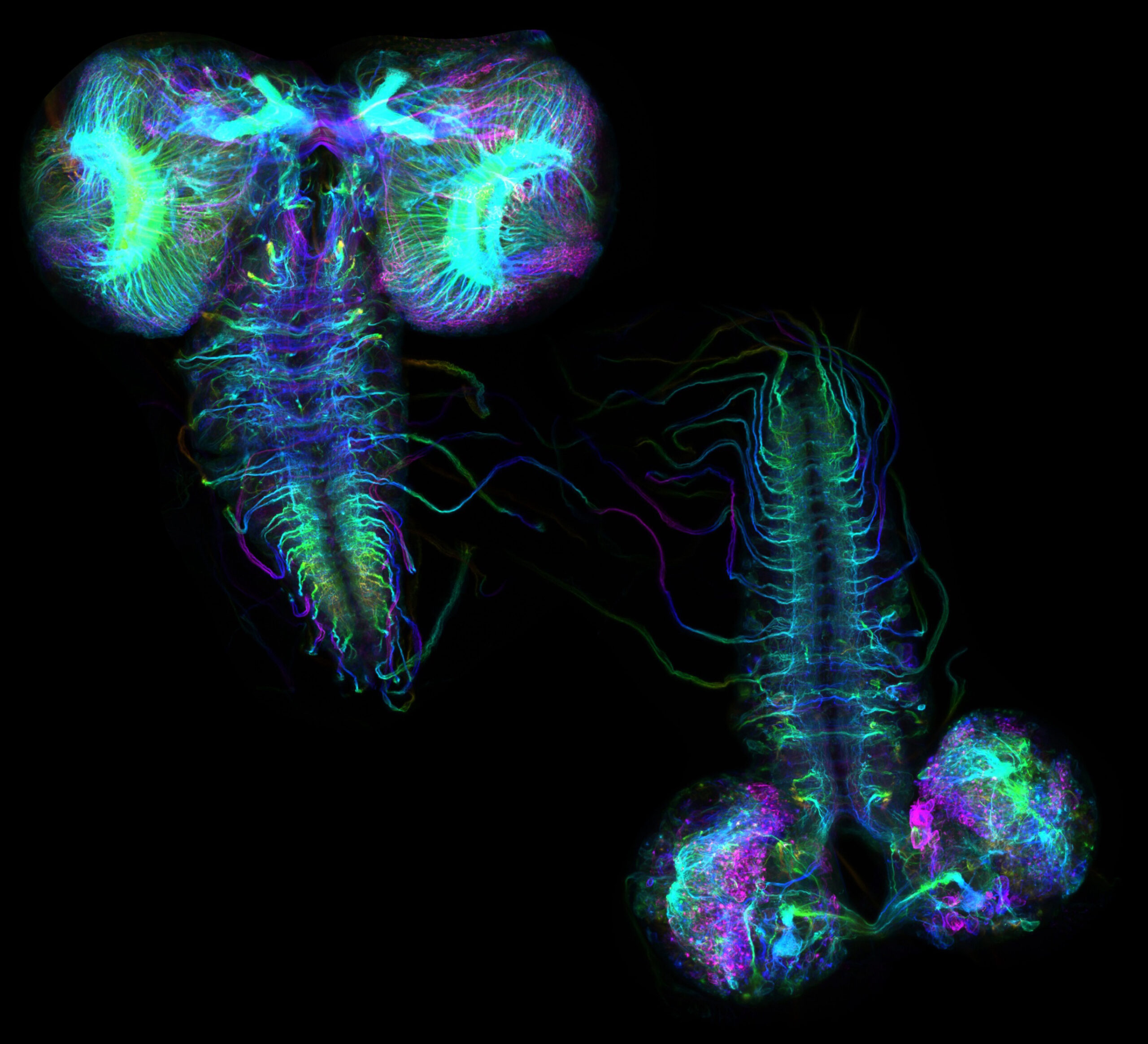 2026-DIA-Image-RU1-Lu-2 Image credit: Alina Kolpakova and Sharon Ben-Hur