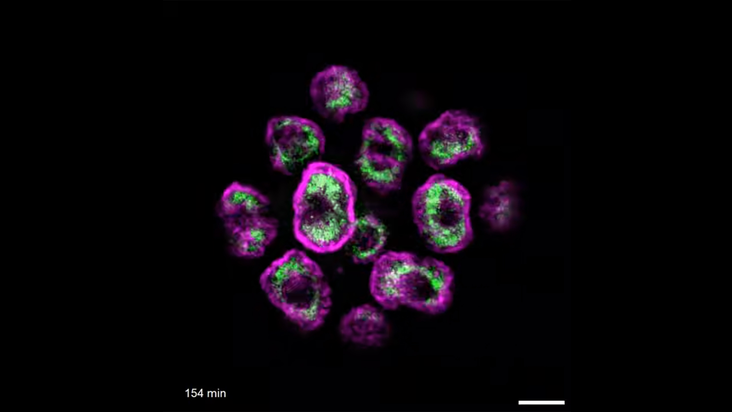 Hubbord video screenshot