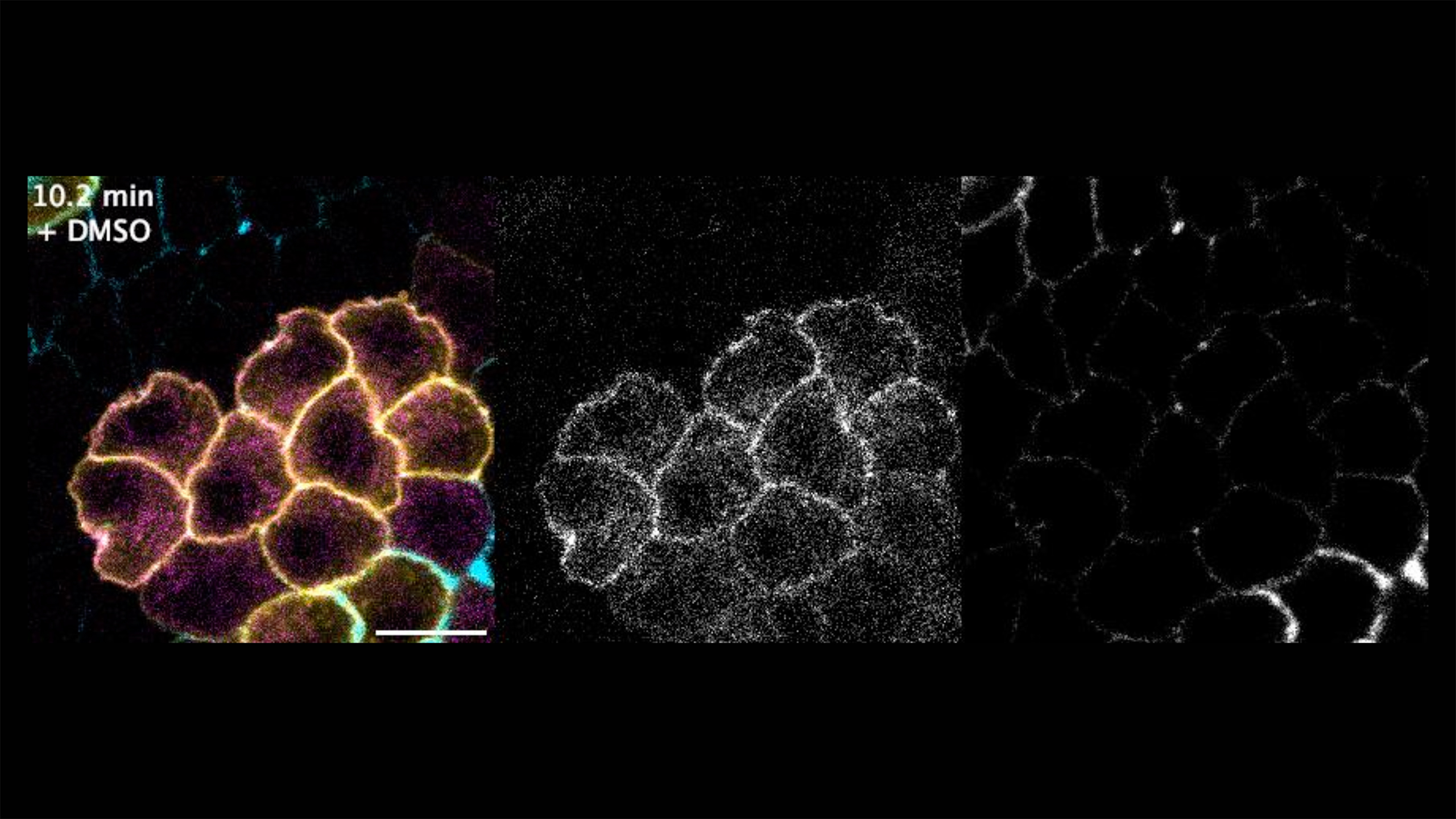 Video Credit: Logan Walker and Ye Li