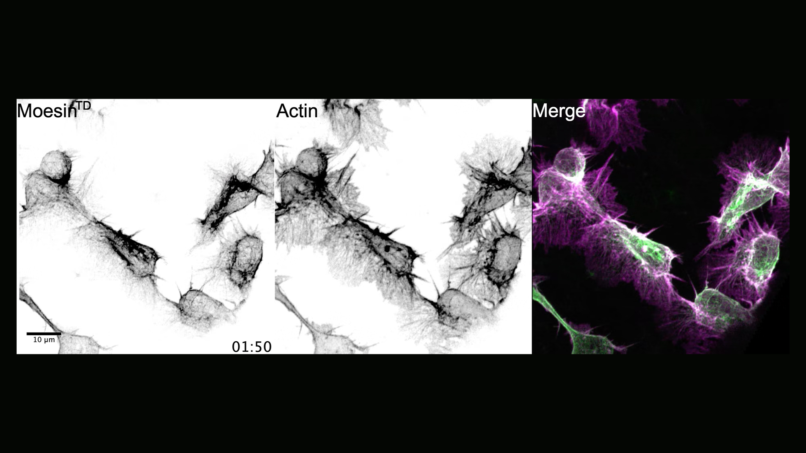 Video credit: Tianhui Sun