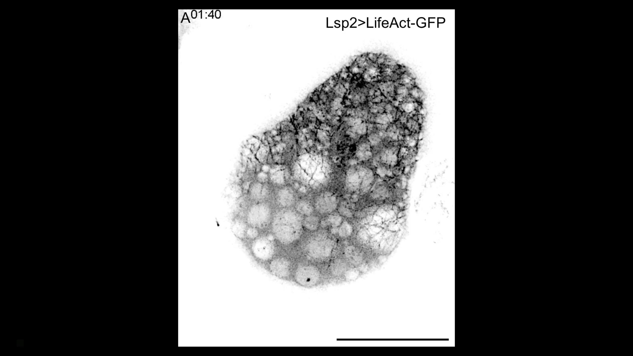 Video credit: Tianhui Sun