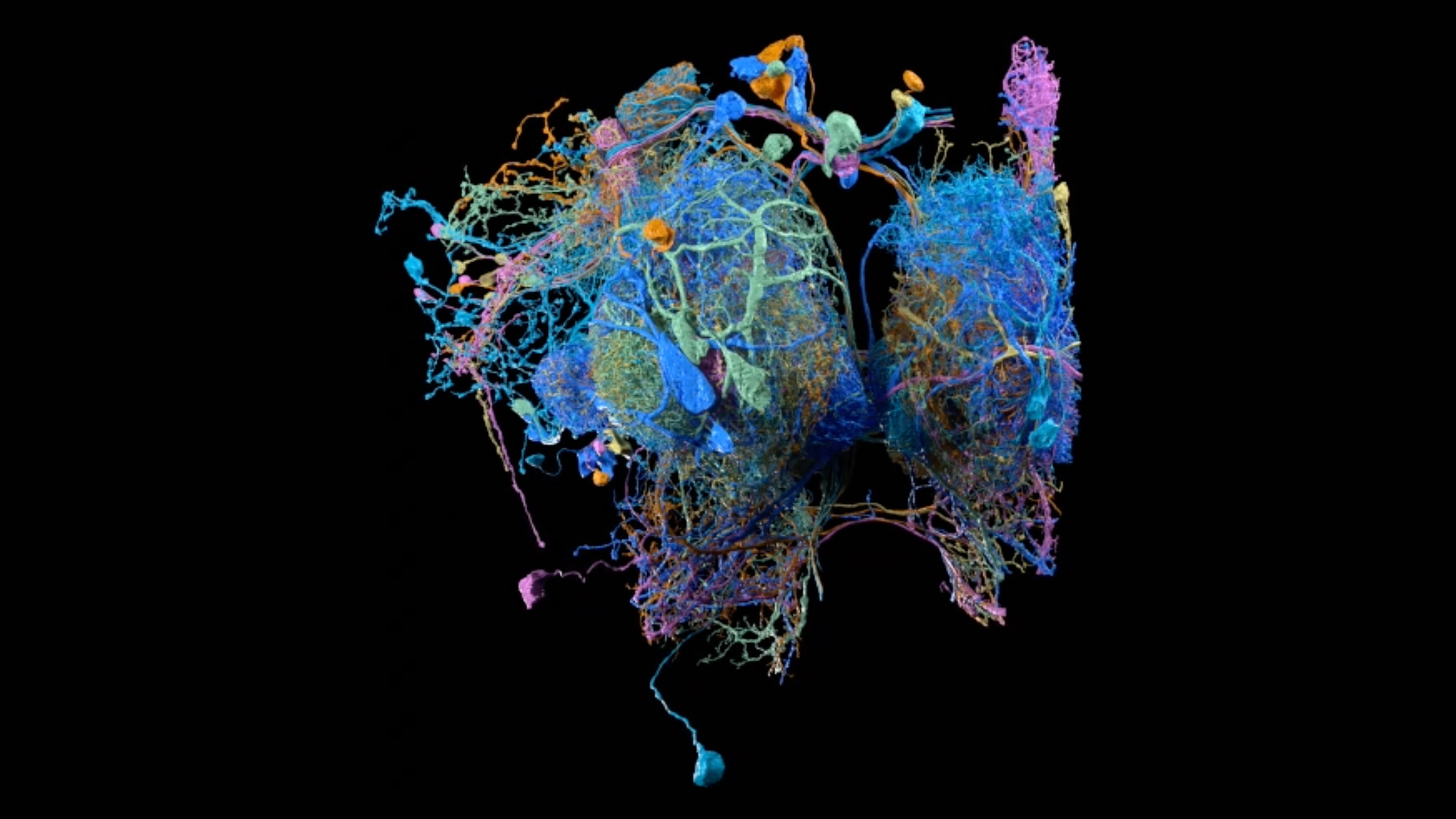 Video Credit: Helen Kogan