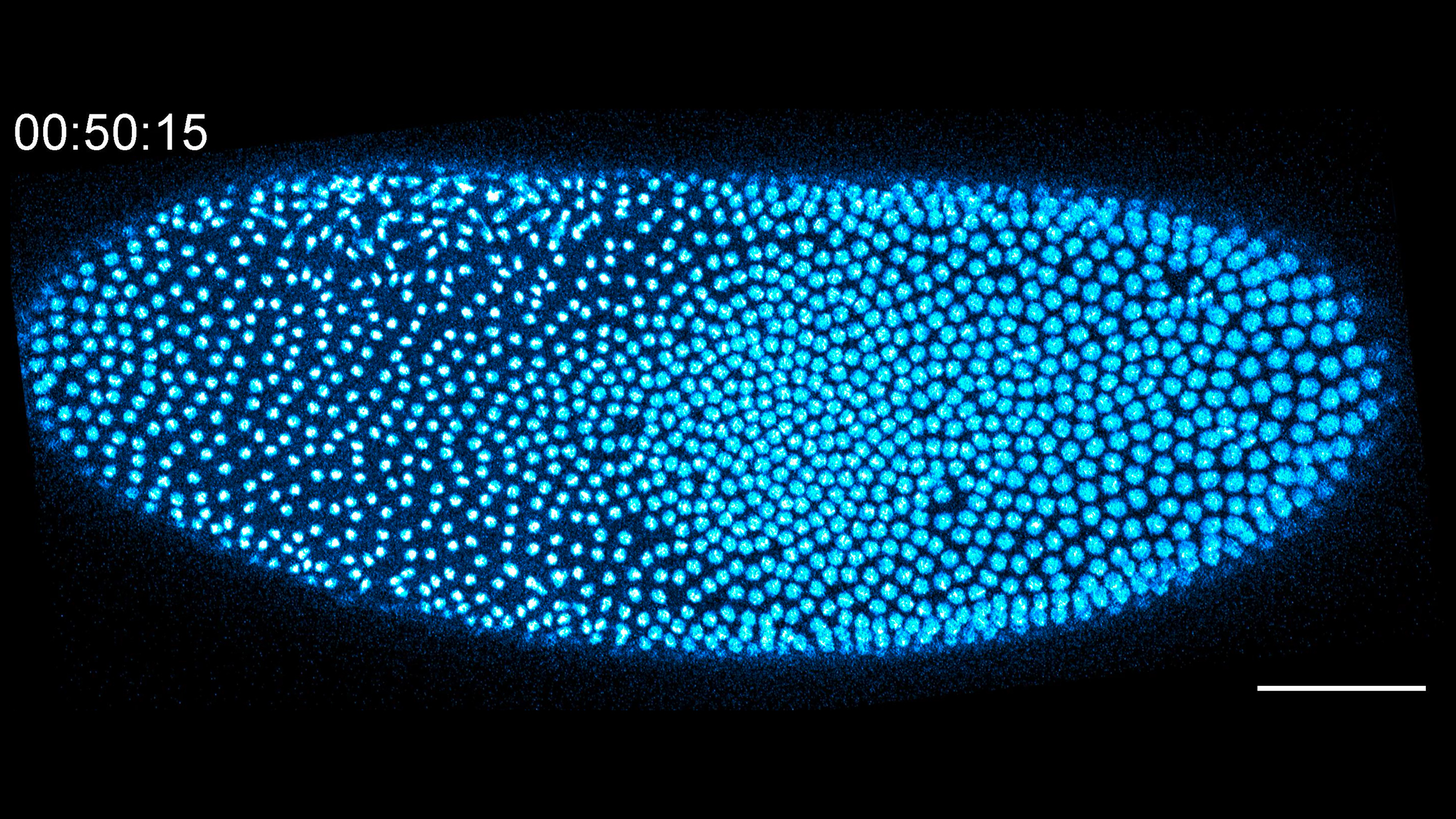 Video Credit: Helen Kogan